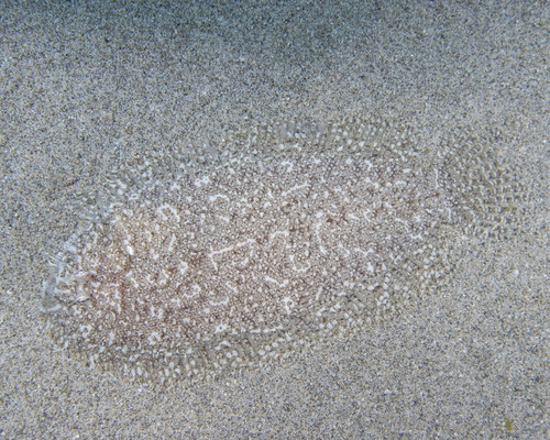 Aseraggodes borehami