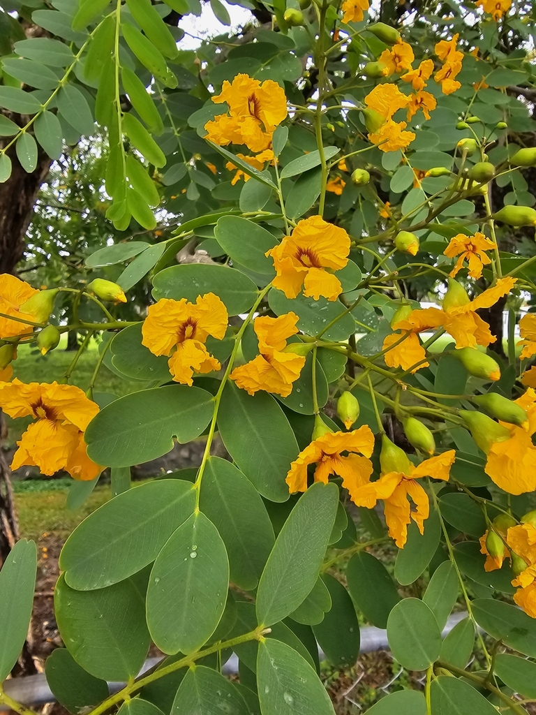 Tipuana tipu — an easy houseplant, prefers full sun light