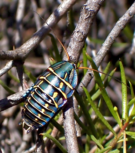 Mitchell's Diurnal Cockroach (Polyzosteria mitchelli) · iNaturalist