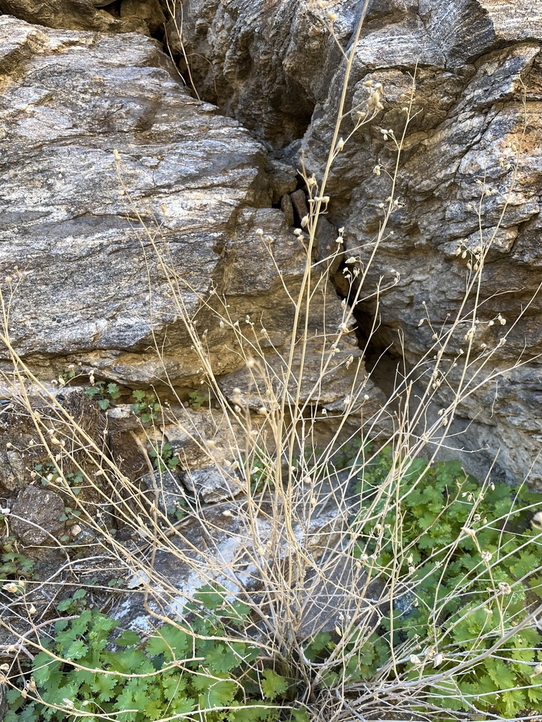 flowering plants from Santa Rosa and San Jacinto Mountains National ...