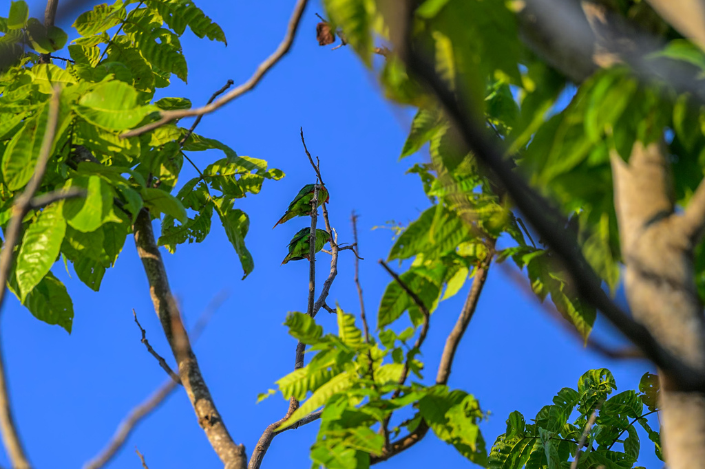 Meek's Pygmy-Parrot (Micropsitta meeki) photo