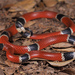 West Mexican Coralsnake - Photo (c) Jake Scott, all rights reserved, uploaded by Jake Scott