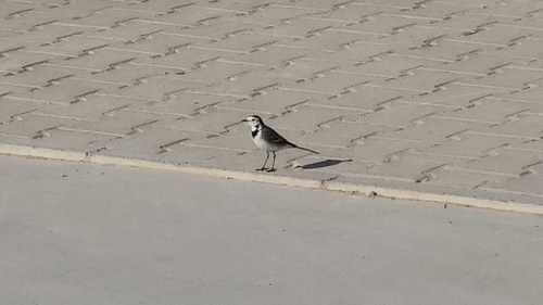 White Wagtail