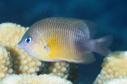 Plectroglyphidodon flaviventris