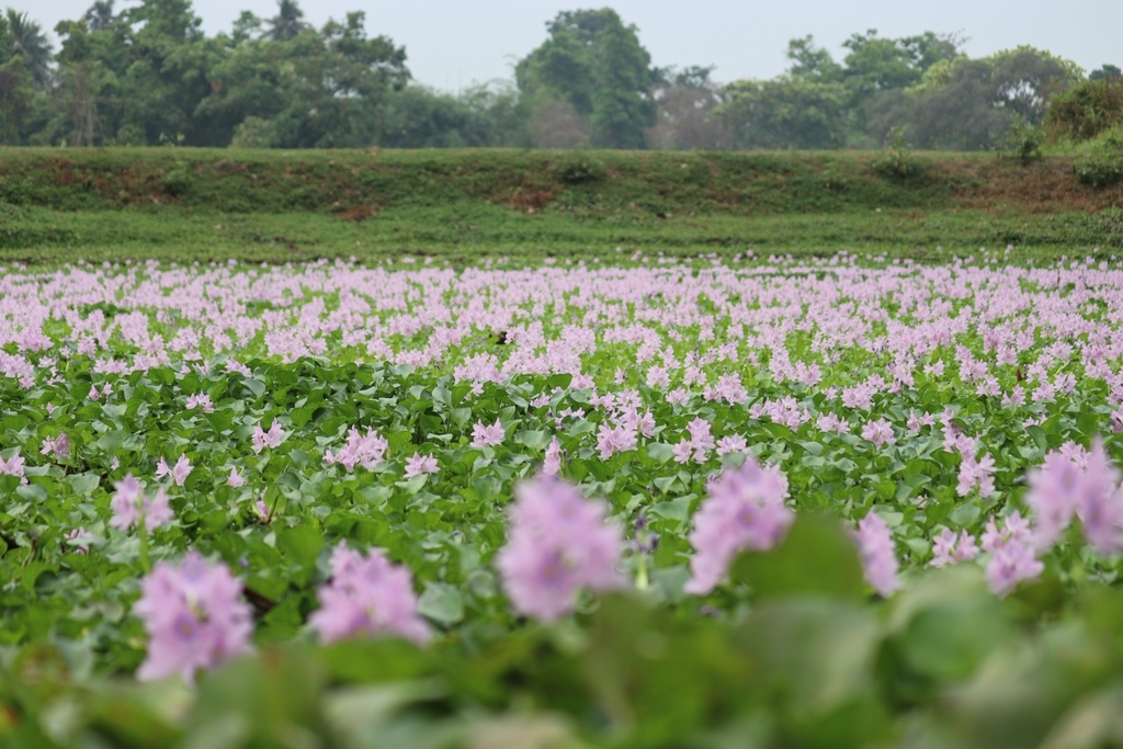 common water hyacinth from Pursura on April 10, 2021 at 07:31 AM by ...