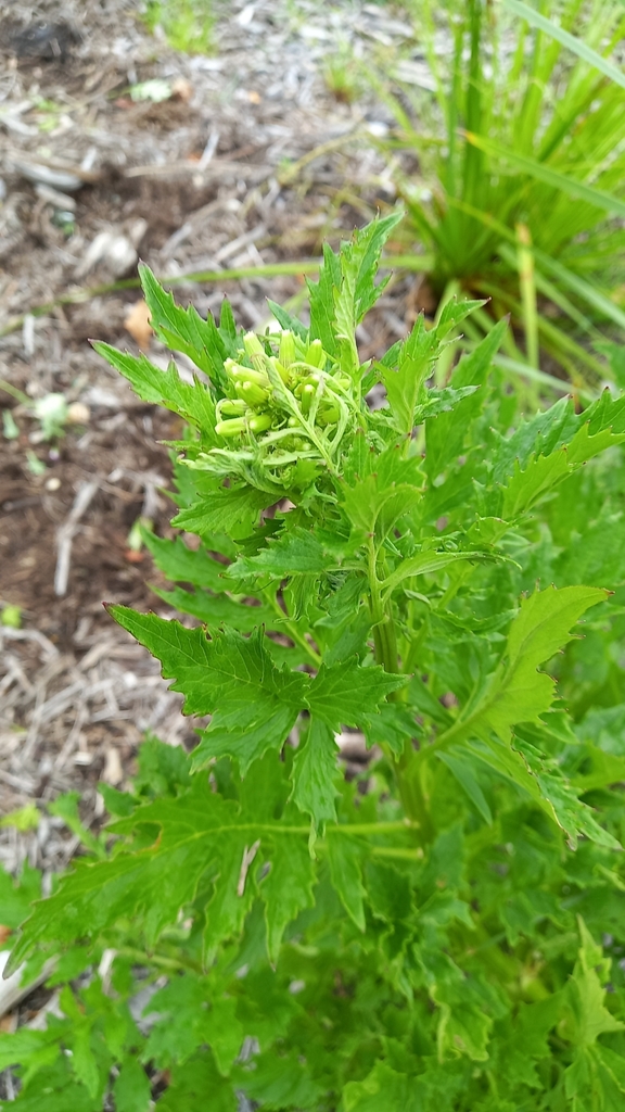 fireweed from Palmview QLD 4553, Australia on November 22, 2023 at 01: ...