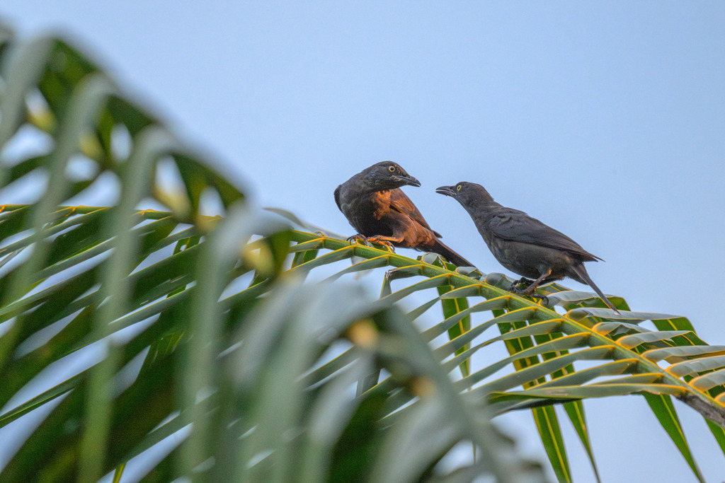 Atoll Starling (Aplonis feadensis) photo