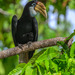 Blyth's Hornbill - Photo (c) Tom Vierus, all rights reserved, uploaded by Tom Vierus