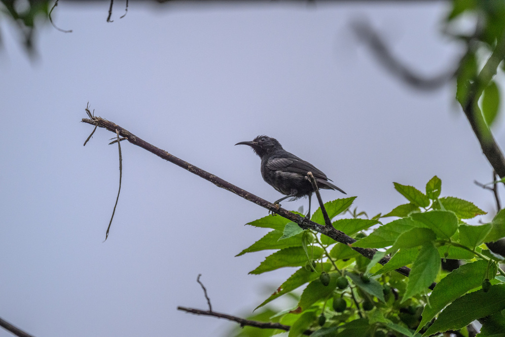 Bismarck Black Myzomela (Myzomela pammelaena) photo
