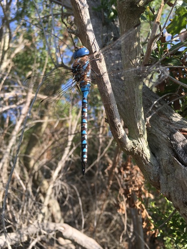 iNaturalist observation photo of Blue-eyed Darner