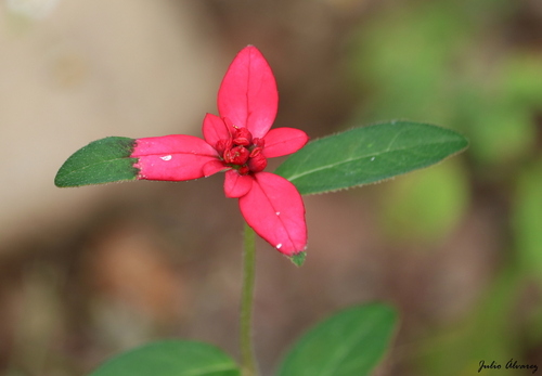 Euphorbia strigosa