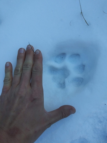 Mountain Lion Tracks – NatureTracking