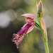 Purple Beard Orchid - Photo (c) Bryce McQuillan, all rights reserved, uploaded by Bryce McQuillan