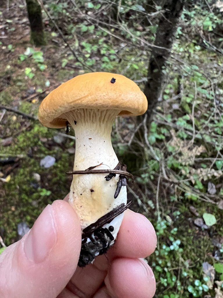 Pacific Golden Chanterelle from Zangle Rd NE, Olympia, WA, US on
