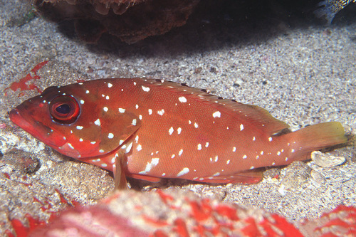 Blacktip Grouper