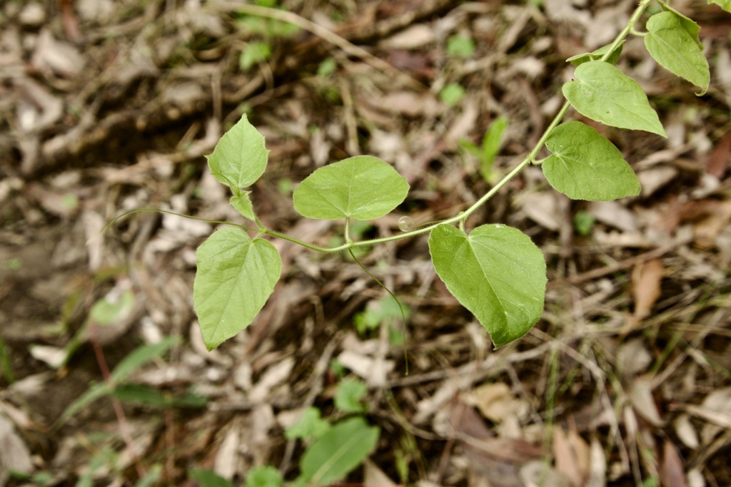 Passiflora vesicaria vesicaria from Southport, QLD, AU on November 21 ...