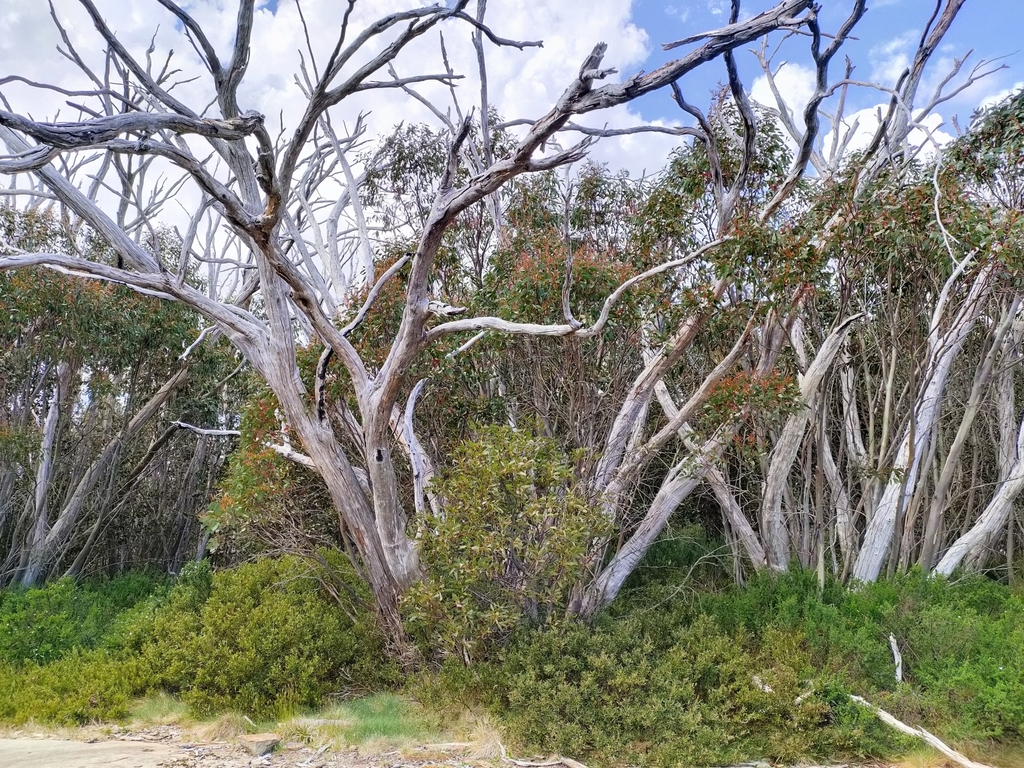Snow Gum from Marysville VIC 3779, Australia on November 21, 2023 at 01