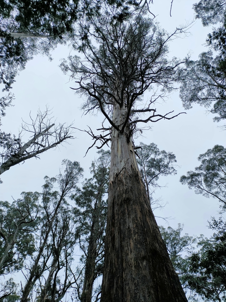 Australian Mountain Ash from Cambarville VIC 3779, Australia on ...