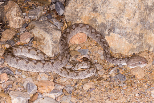 Oman Saw-scaled Viper