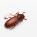 Red Flour Beetle - Photo (c) Fero Bednar, all rights reserved, uploaded by Fero Bednar
