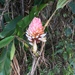 Alpinia sessiliflora - Photo (c) Meng Jung Yang, all rights reserved, uploaded by Meng Jung Yang