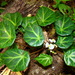 Begonia calderonii - Photo (c) Julio Alejandro Álvarez Ruiz, todos los derechos reservados, uploaded by Julio Alejandro Álvarez Ruiz