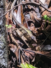 Holcosus leptophrys image