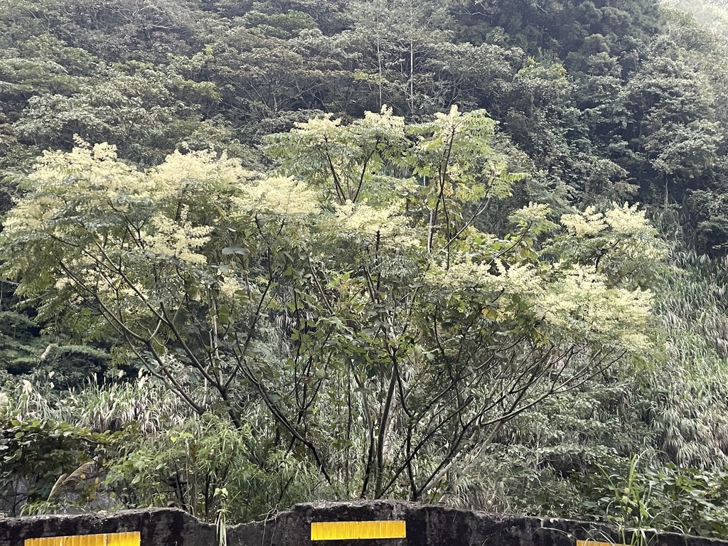 Aralia bipinnata from 臺灣島, 五峰鄉, HSQ, TW on November 22, 2023 at 03:12 ...