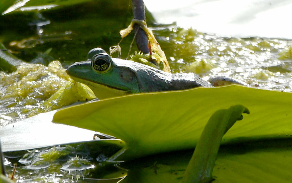 American Water Frogs from Okefenokee NWR; Charlton County, GA, USA on April 15, 2023 at 0542 PM