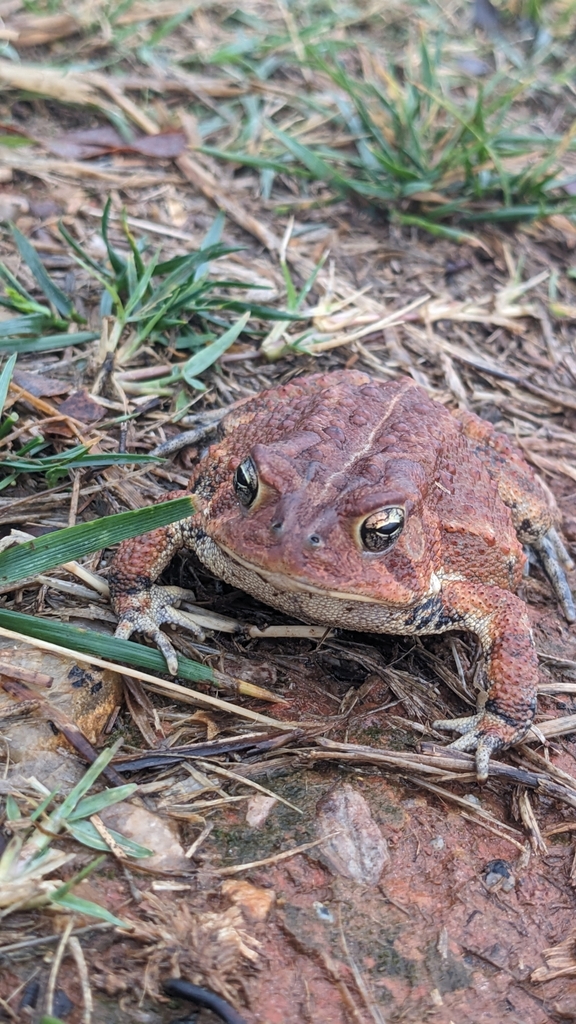 american-toad-from-raleigh-nc-27607-usa-on-november-22-2023-at-09-47