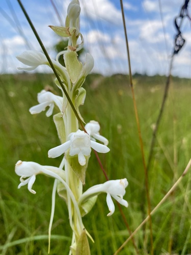 Satyrium buchananii