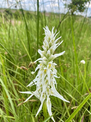 Whitebract Satyre