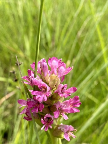 Satyrium breve