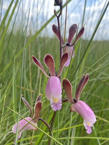 Eulophia caricifolia