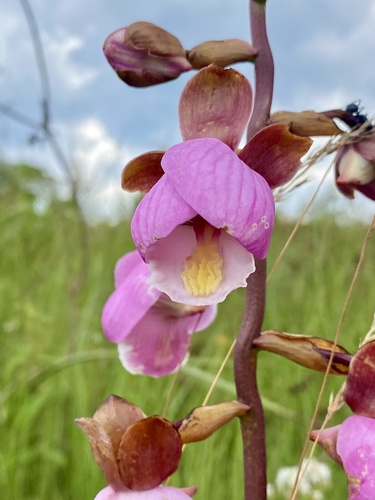 Eulophia latilabris