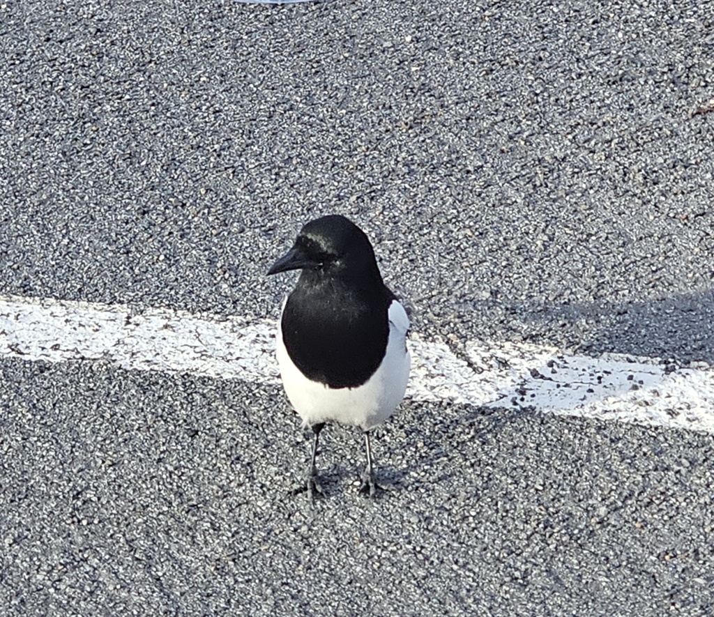 True Magpies from Round Mountain, NV 89045, USA on November 22, 2023 at(00)