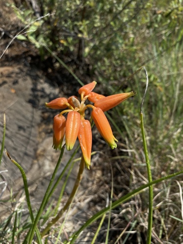 Aloe fouriei