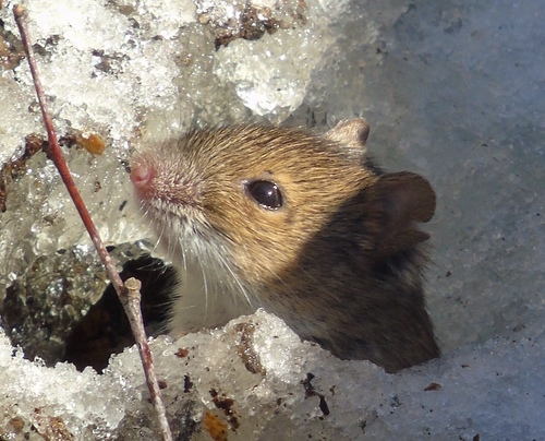 Striped Field Mouse