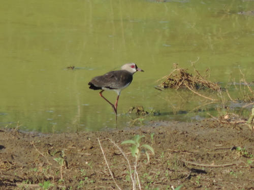 Southern Lapwing
