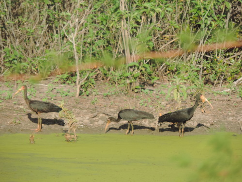 Bare-faced Ibis