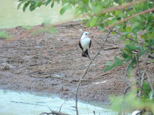 Black-backed Water-Tyrant