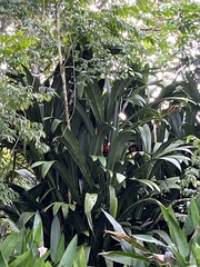 Bactris militaris image