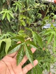 Callianthe picta image