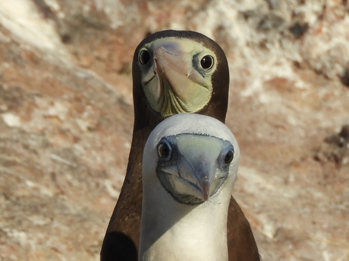 Cocos Booby