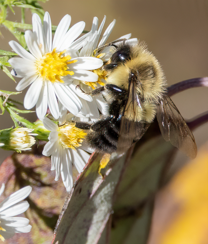Common Eastern Bumble Bee from Slip Bluff County Park on October 1, 2023 at 1215 PM by Jay
