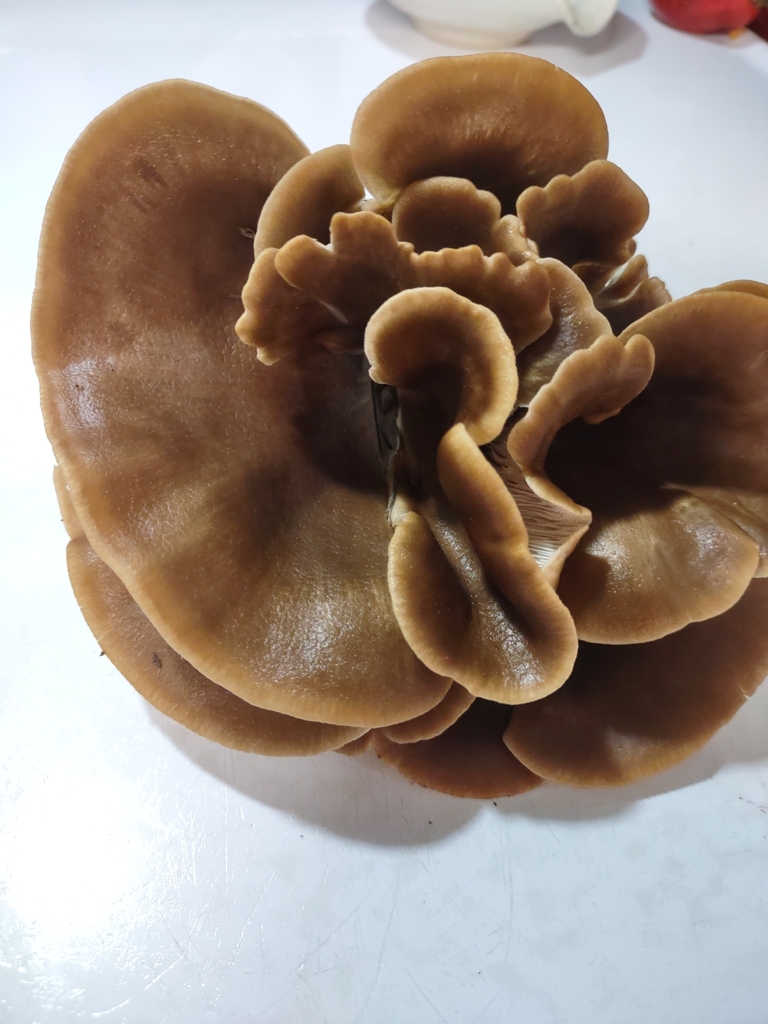 Shoehorn Oyster from Raymond, WA 98577, USA on October 25, 2023 at 07