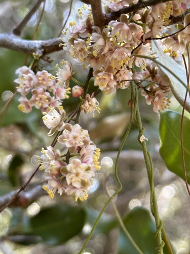 Lepidocupania globosa