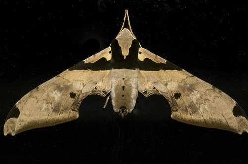 Adhemarius eurysthenes C.Felder & R.Felder, 1874