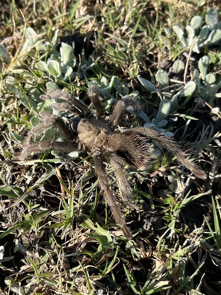 Johnny Cash Tarantula from Porterville, CA, US on November 21, 2023 at