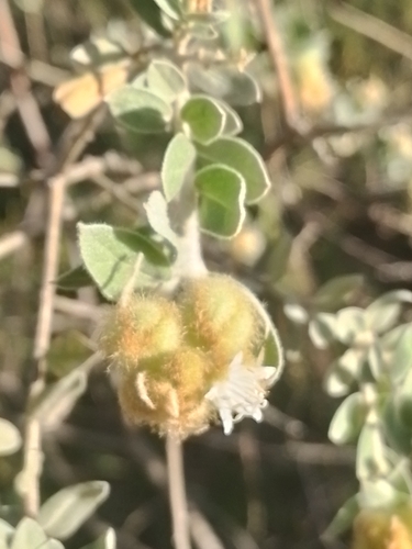 Croton pycnocephalus